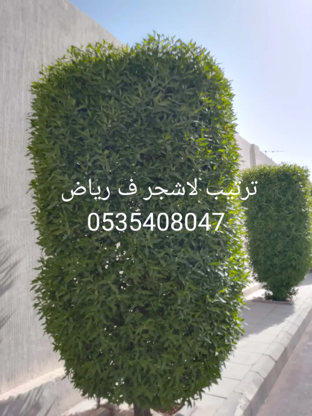 قص شجر ونظافه وترتيب وتقريب نخل وشطنا