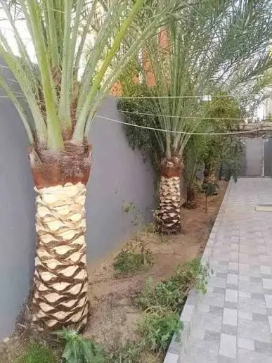 تقريب وتظيف نخل وقص شجر