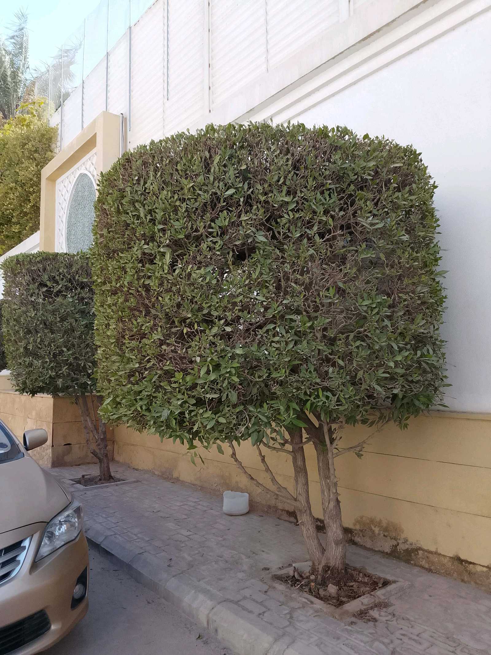 قص لاشجار ونظافه وترتيب ونظافه حديقة